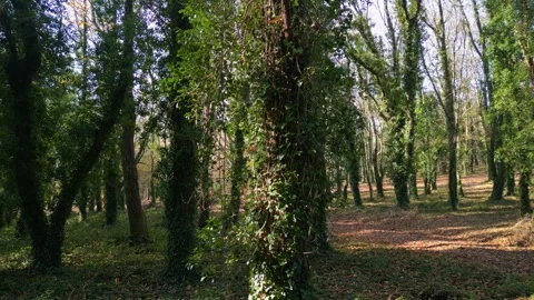 Ivy Plants Growing On Tree Trunks In Forest. Close Up Shot Stock Footage 258908224