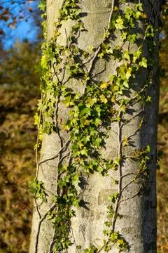 Ivy on a platanus Stock Photos