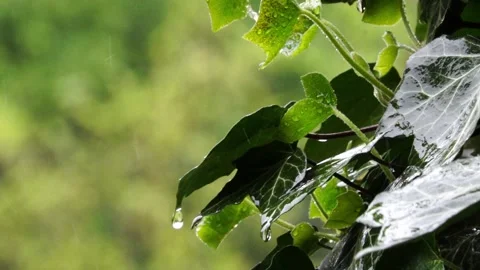 Ivy in the Rain Stock Footage 241459618