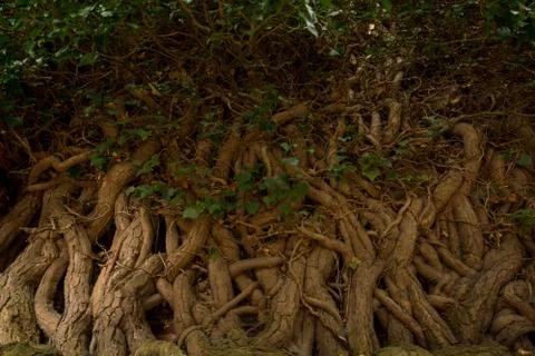 Ivy roots on a wall Foto stock