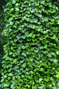 Ivy on the side of a tree Stock Photos