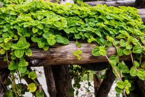Ivy on small timber Stock Photos