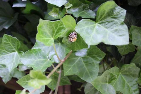 Ivy with a snail Stock Photos
