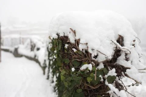 Ivy in the snow Stock Photos