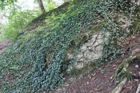 Ivy on a stone in a forest Stock Photos