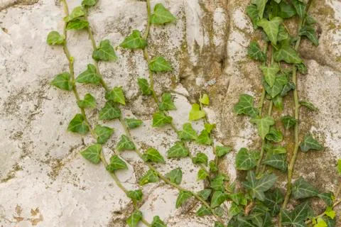 Ivy on stone Stock Photos