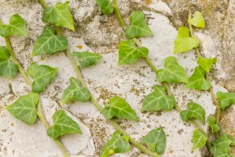 Ivy on stone Stock Photos