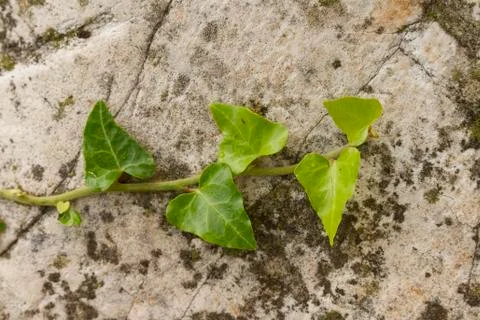 Ivy on stone Stock Photos