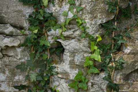Ivy on stone Stock Photos