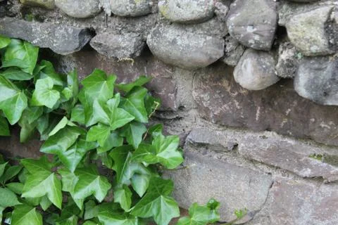 Ivy Up Stone Wall Stock Photos