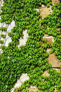 Ivy on a stone wall Stock Photos