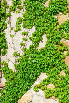 Ivy on a stone wall Stock Photos