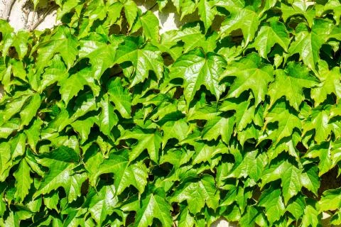 Ivy on a stone wall Stock Photos