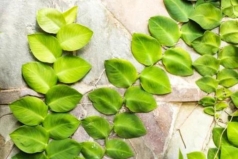 Ivy on stone wall Stock Photos