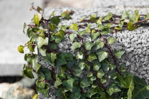Ivy at a stonewall Stock Photos