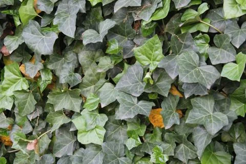 Ivy Texture Stock Photos