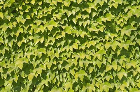 Ivy texture Stock Photos