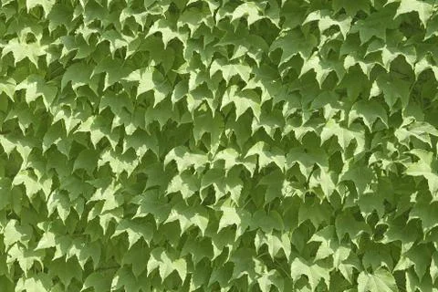 Ivy texture Stock Photos