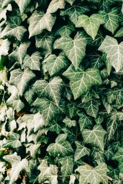 Ivy texture Stockfoto's
