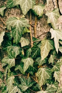 Ivy texture Stockfoto's