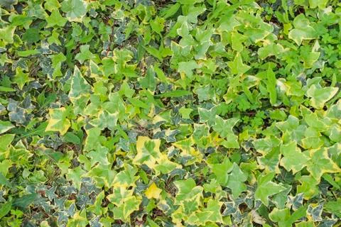 Ivy thickets Stock Photos