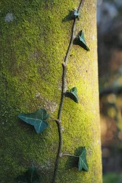 Ivy trailing up mossy tree trunk Stock Photos