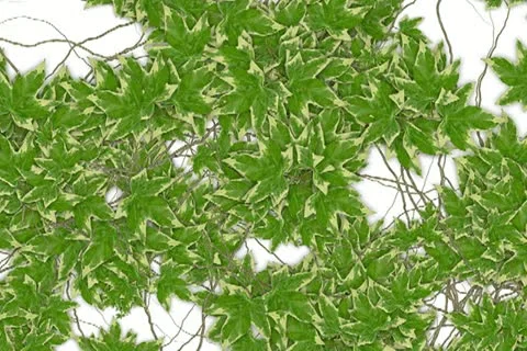 Ivy Transition Stock Footage 22445995