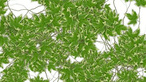 Ivy Transition Stock Footage 22447168