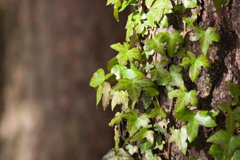 Ivy on tree bark background Stock Photos