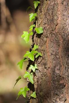 Ivy on tree bark Stock Photos