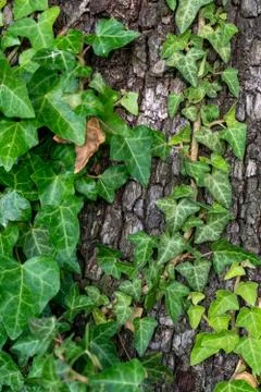 Ivy on tree bark Stock Photos