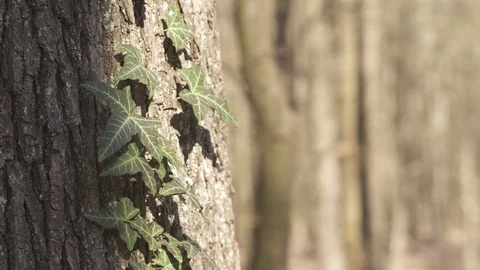 Ivy on a tree Vidéo 105727260