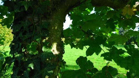 Ivy on Tree Stock Footage 141547881