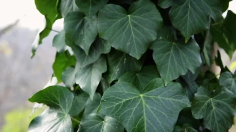 Ivy on a tree Stock Footage 245583837