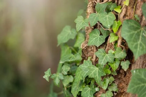 Ivy on tree in forest with light in background in detail Stock Photos