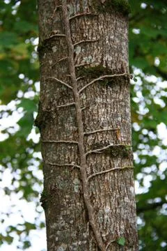 Ivy on tree Stock Photos