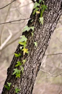 Ivy on a tree Fotos de archivo