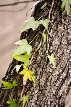 Ivy on a tree Stock Photos