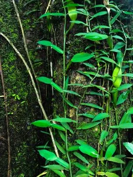 Ivy tree Stock Photos