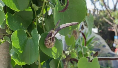 Ivy on a tree Stock Photos