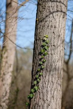 Ivy on a tree Stockfoto's