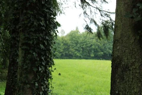 Ivy on a tree Stock Photos