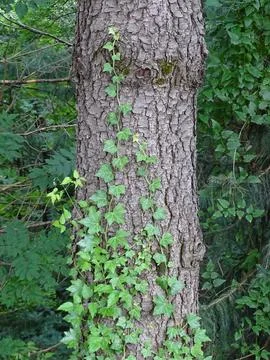Ivy on a tree Stock Photos