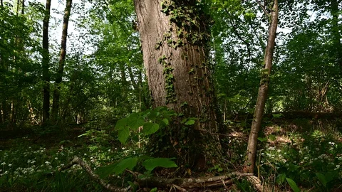 Ivy on a tree in a riverside forest 스톡 동영상 129430992