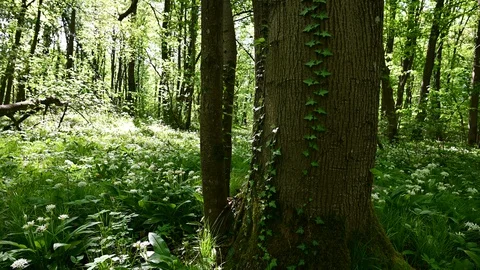 Ivy on a tree in a riverside forest Stock Footage 129431594