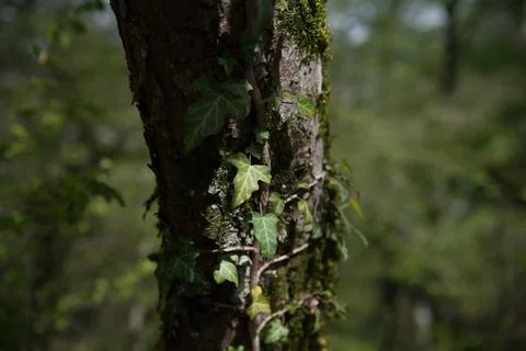 Ivy on a tree trunk. Stock Photos
