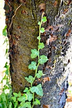 Ivy on tree trunk Stockfoto's