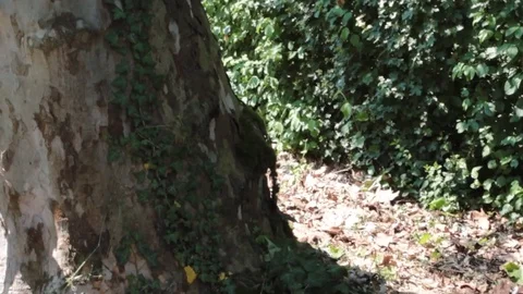 Ivy on a trunk of tree Stock-Footage 76165582