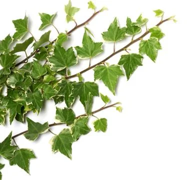 Ivy twigs Stock Photos