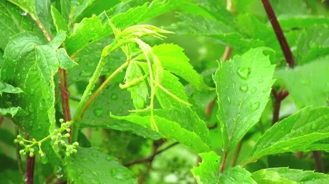 Ivy under rain Stock Footage 51116565